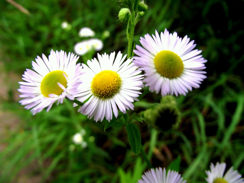 wild flowers, beauty in nature, matricaria recutita, no people, fragility, outdoors, yellow, grass, inflorescence, growth, vulnerability, flowering plant