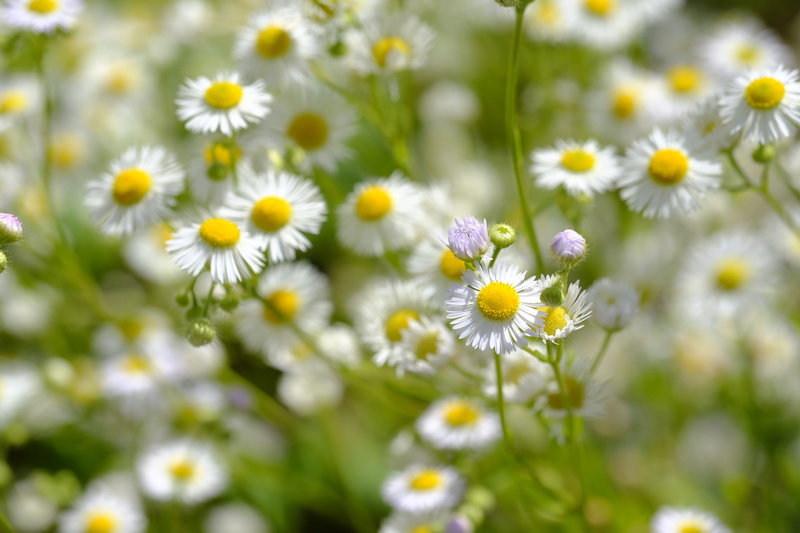 selective focus, drug, medicinal plant, day, fragility, flower, vulnerability, plant, white color, yellow, freshness, matricaria chamomilla, chamomile