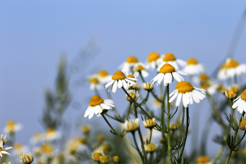 petal, nature, herb, growth, spring, matricaria chamomilla, daisy, white color, close-up, meadow, 5K, field, flowering plant, medical, plant, selective focus