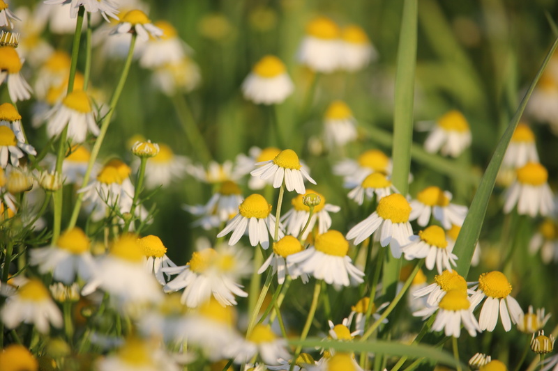 flowerbed, inflorescence, no people, field, day, yellow, flower head, outdoors, matricaria chamomilla, petal, springtime, white color, 5K, beauty in nature