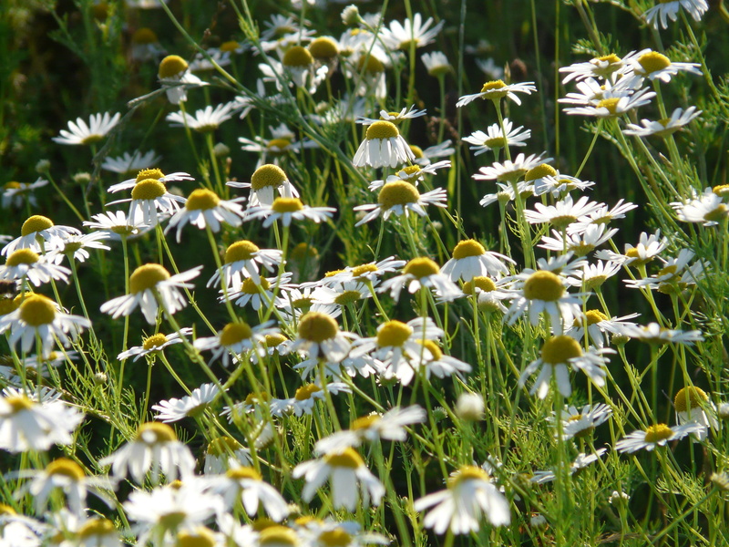 Matricaria Chamomilla, nature, Genuine, matricaria recutita, genuine chamomile, petal, freshness, chamomilla, flower basket, white color, springtime, Chamomile