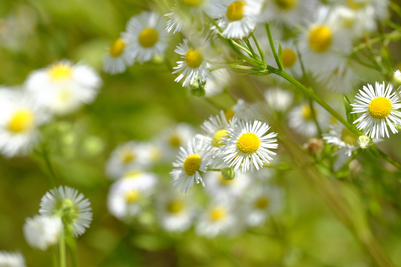 beauty in nature, 5K, medicinal plant, genuine chamomile, flower, yellow, selective focus, fragility, outdoors, inflorescence, asteraceae, daisy, chamomile