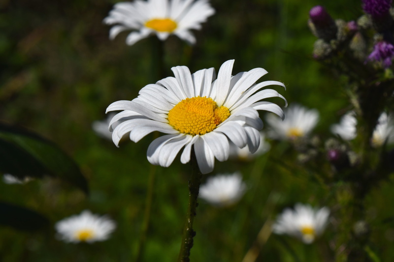 white color, Flower, fragility, growth, freshness, focus on foreground, petal, beauty in nature, daisy, flower head, genuine chamomile, close-up, camomile field