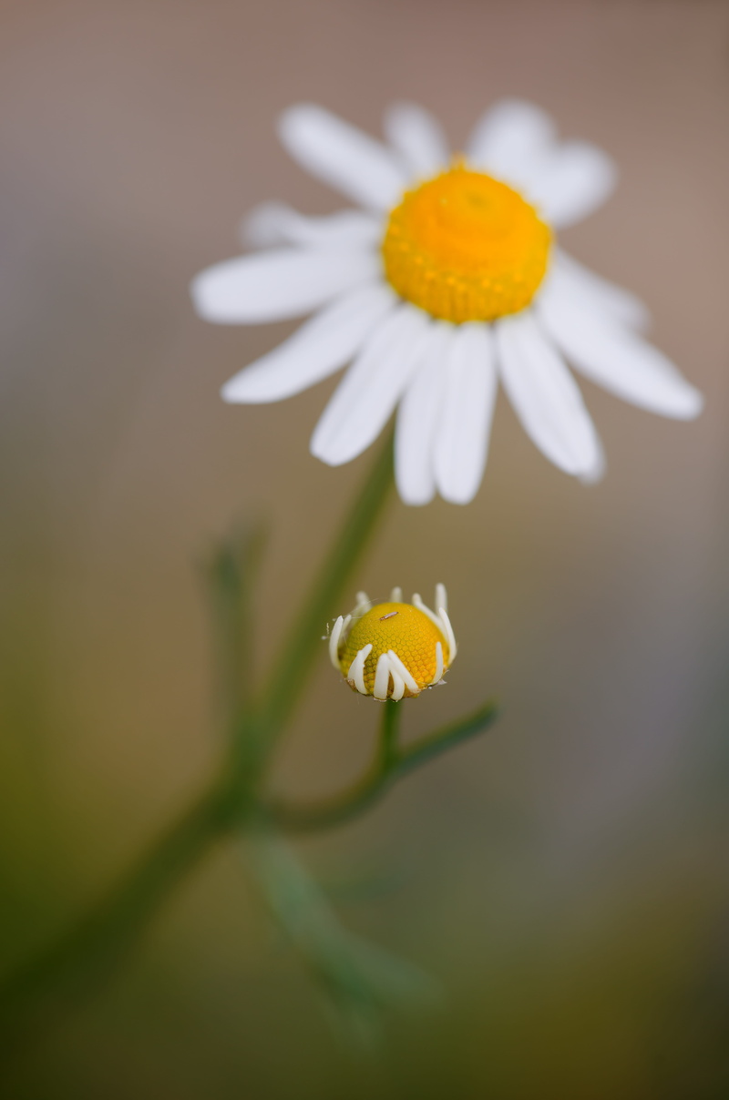 flora, outdoors, beauty in nature, chamomile, no people, 5K, flower head, flower, inflorescence, flowering plant, focus on foreground, genuine chamomile