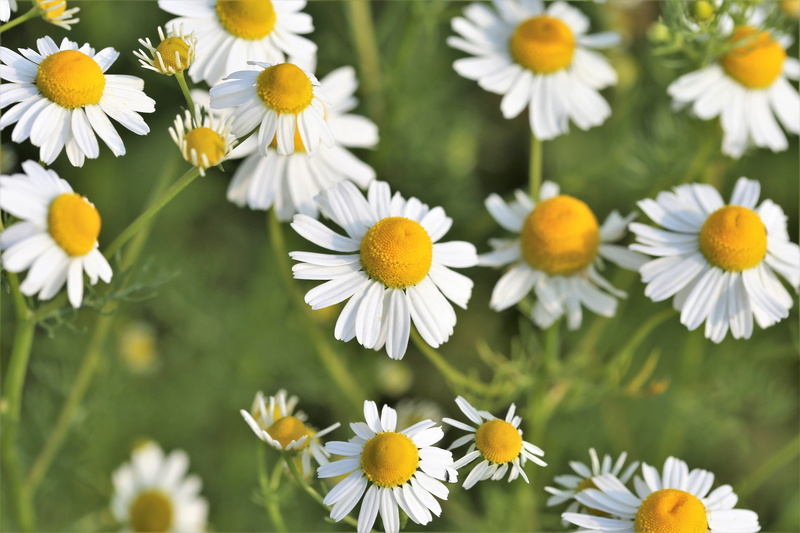 day, 5K, flowering plant, springtime, close-up, matricaria chamomilla, chamomille, beauty in nature, nature, agriculture, meadow, flora, outdoor, herb