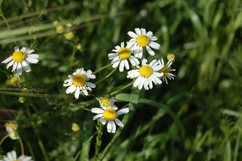 day, inflorescence, chamomile, 2K, focus on foreground, outdoors, freshness, petal, yellow, flowering plant, beauty in nature, matricaria chamomilla, daisy