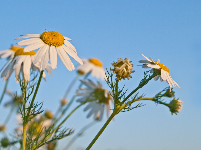 bloom, no people, inflorescence, growth, vulnerability, flora, summer, blue, close-up, nature, beauty in nature, animal wildlife, flower, sky, genuine chamomile