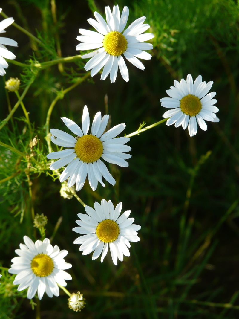 flower, petal, camomile field, daisy, white color, asteraceae, fragility, composites, matricaria, nature, inflorescence, Genuine, freshness, growth, flower head