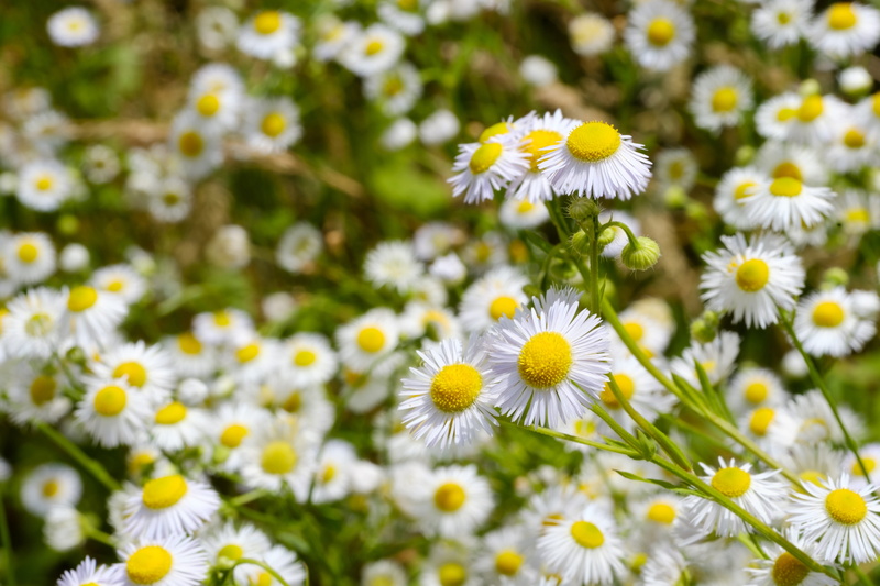 drug, no people, daisy, genuine chamomile, close-up, matricaria chamomilla, plant, fragility, freshness, outdoors, inflorescence, petal, day, vulnerability