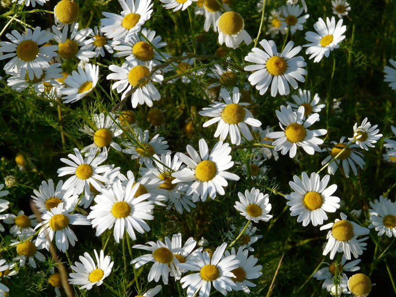 chamomile, genuine chamomile, camomile field, nature, flower, inflorescence, yellow, petal, matricaria recutita, no people, outdoors, basket shaped, beauty in nature