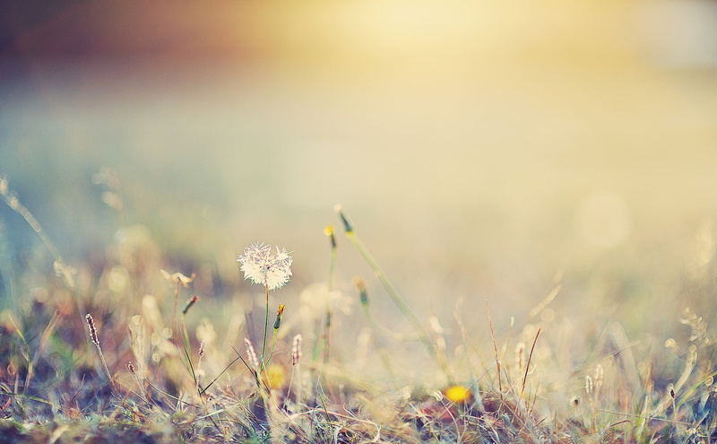 grass, close-up, wildflower, vulnerability, flowering plant, focus on foreground, flower, no people, dandelion, freshness, growth, field, blade of grass