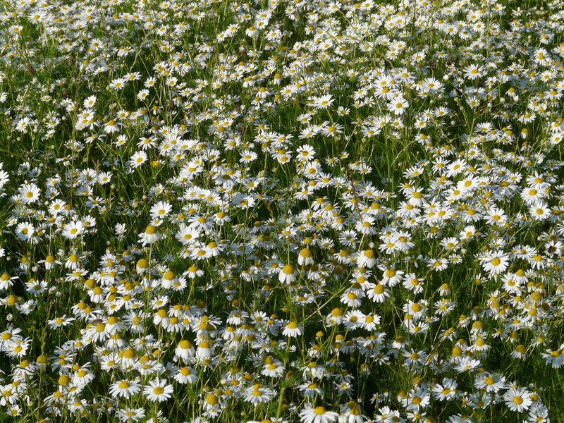 green color, growth, freshness, low angle view, flowers, genuine chamomile, fragility, chamomilla, Chamomile, Genuine, camomile field, outdoors, 2K, nature