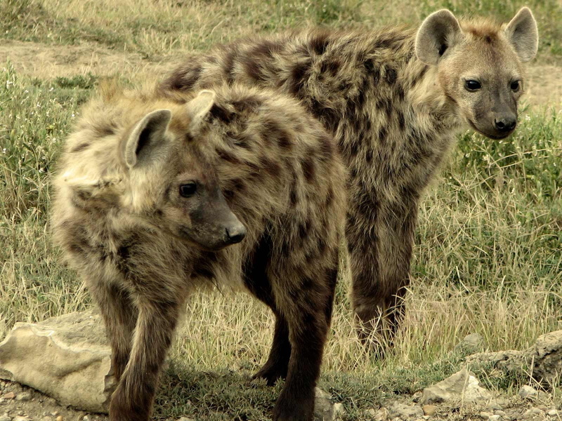 animals, 720P, hyenas