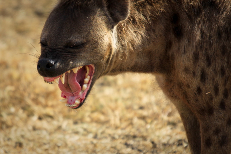 animals, 4K, Africa, Hyenas