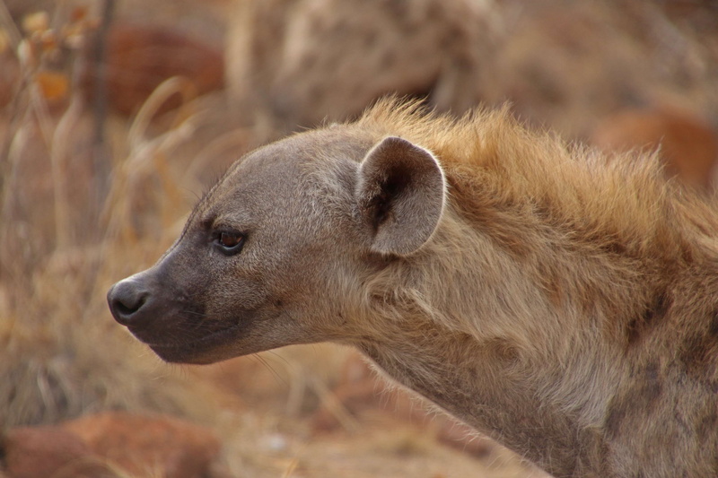 side view, day, tourism, animal wildlife, portrait, wild, nature, animal body part, animals in the wild, looking, animal, safari, outdoors, mammal, hyena