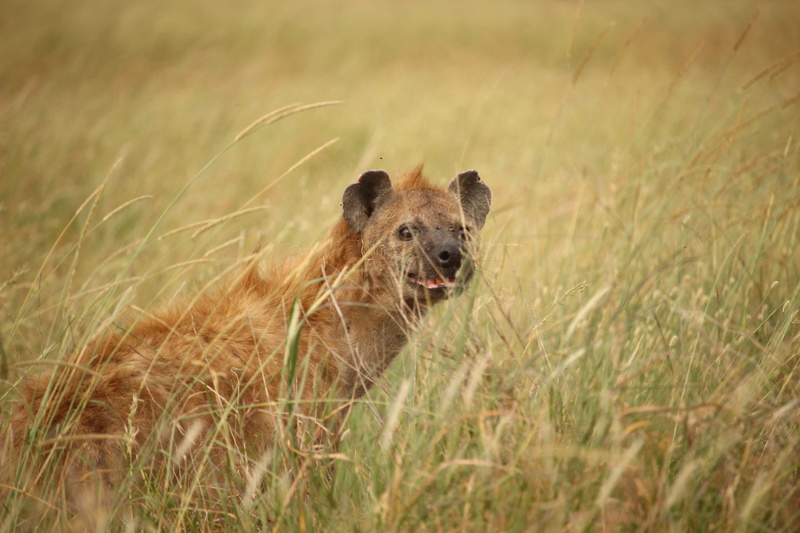 one animal, plant, animals in the wild, portrait, nature, 2K, animals hunting, survival, looking at camera, mammal, grass, day, no people, hyena, animal wildlife
