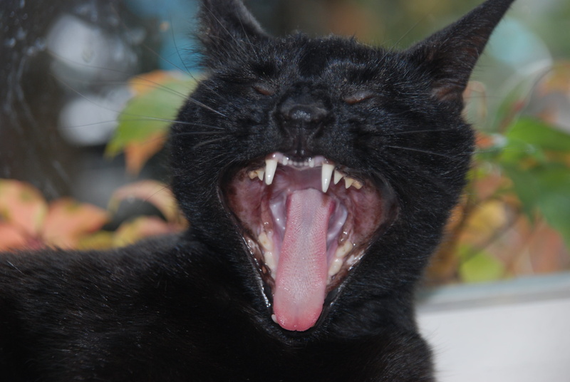 4K, domestic cat, animal themes, animal head, eyes, black color, tongue, animal, yawning, domestic animals, black, one animal, animal body part, pet, mouth open