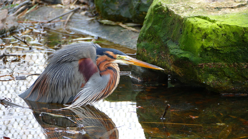 animals, mouth open, body of water, one animal, bird, vertebrate, animal wildlife, 4K, beak, rock, wildlife, animal, animals in the wild, poultry, babu