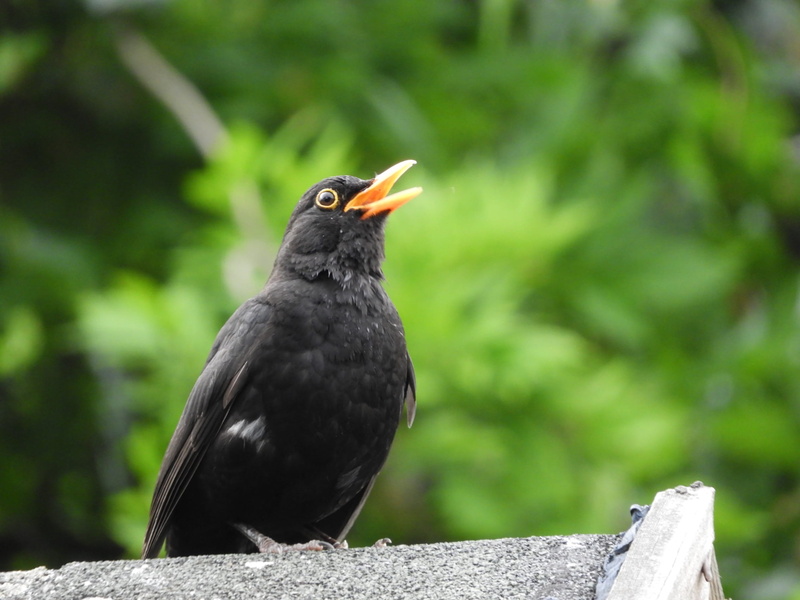 black color, animal kingdom, one animal, animal wildlife, nature, focus on foreground, day, outdoor, no people, animal, beak, no person, perching, vertebrate