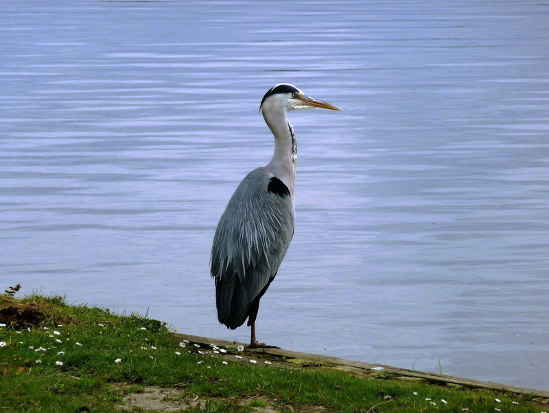 animal themes, animals in the wild, water, grass, plant, day, 2K, vertebrate, animal wildlife, Ditch, nature, beauty in nature, beach, Babu, Blue Heron