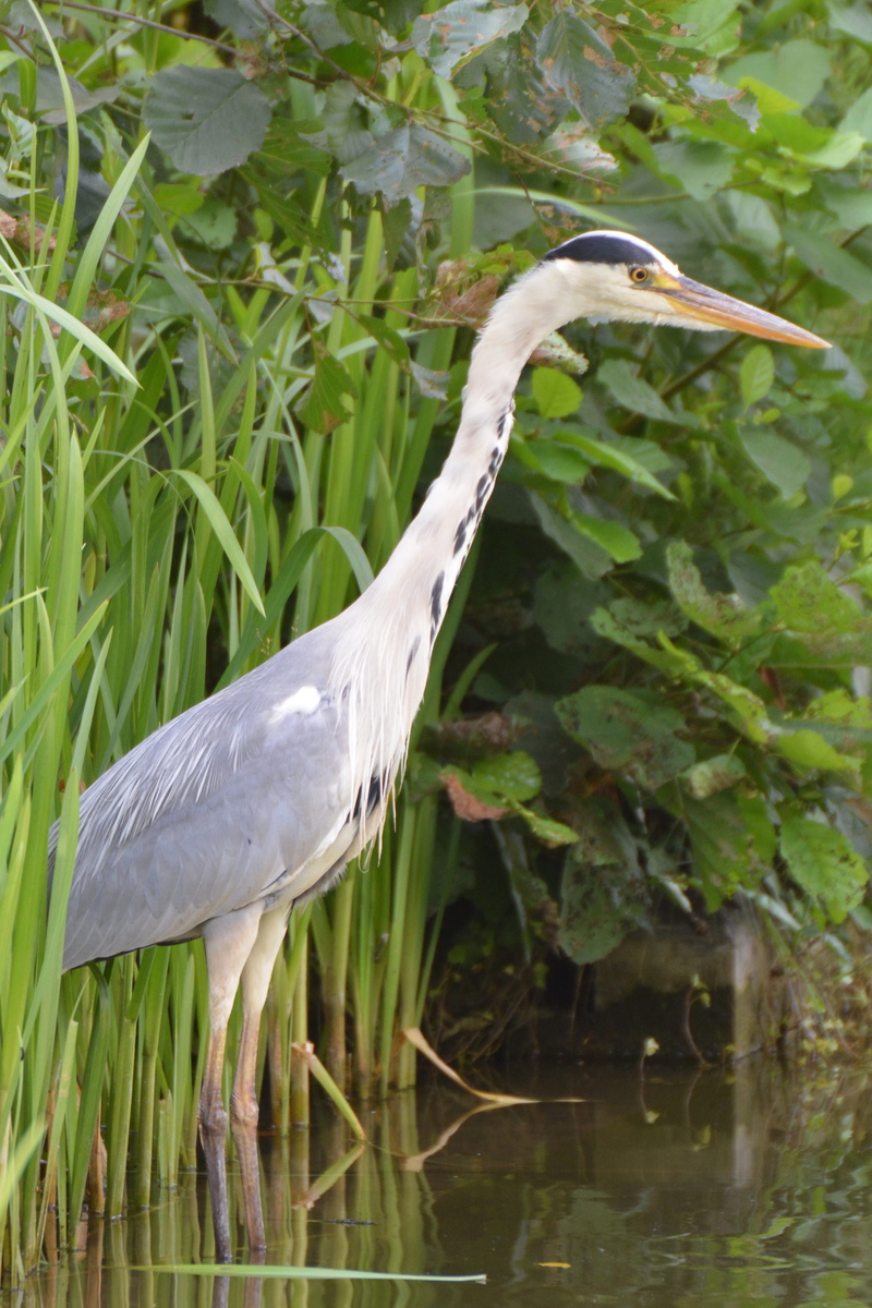 swamp, Babu, animal themes, growth, green color, plant, one animal, day, Heron, Bird, animals in the wild, water bird, animal neck, animal wildlife, 4K
