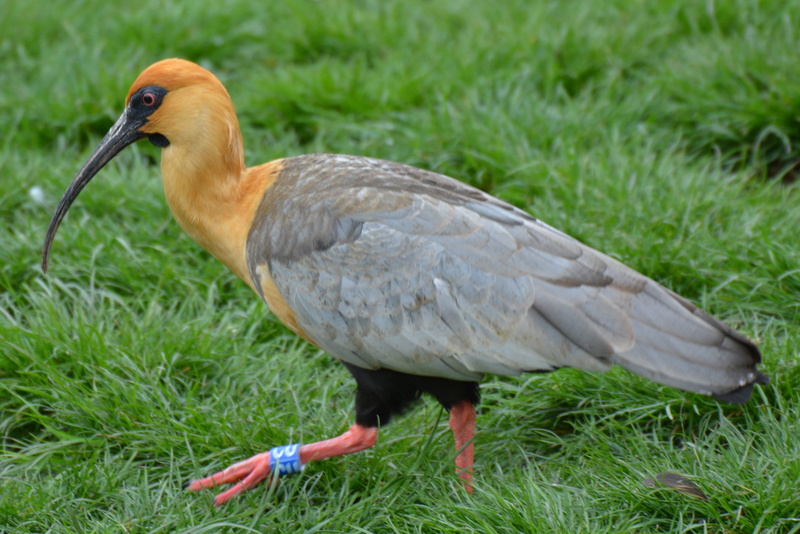 side view, beak, land, one animal, no people, 4K, vertebrate, nature, day, outdoors, green color, babu, animals in the wild, animal themes, plant, field