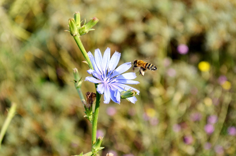 green, animal, purple, colorful, colors, flower head, bee, landscape, detail shots, no people, vivid color, 2K, animal wildlife, macro chichewa, season