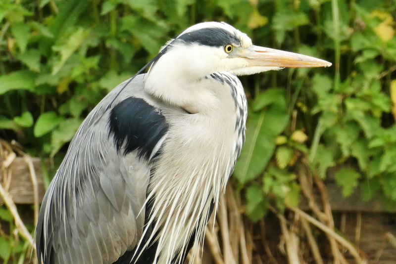 tree, nature, animal themes, blue heron, black, vertebrate, profile view, no people, outdoors, white, close-up, looking, babu, focus on foreground, perching