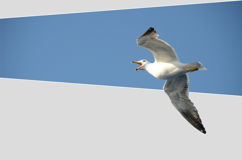 animals in the wild, full length, animal themes, squawk, copy space, fly, one animal, nature, no people, wings, animal, sky, low angle view, air, vertebrate