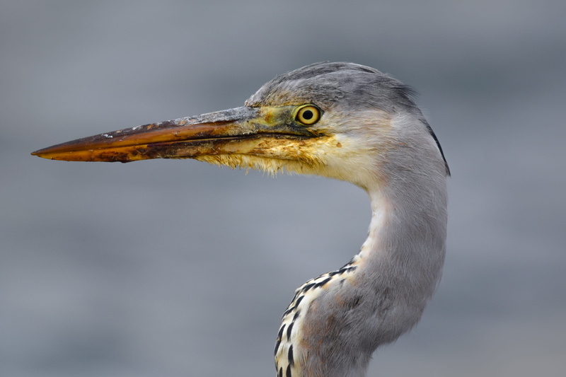 bird, gray, profile view, looking, animal head, babu, animal body part, close-up, no people, beak, mouth open, animal, heron, focus on foreground, one animal