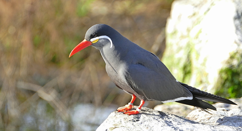 close-up, incastern, flying, rock - object, fauna, sea, babu, seabird, stern, outdoors, side view, bird, beak, animal world, rock, perching, animal, focus on foreground