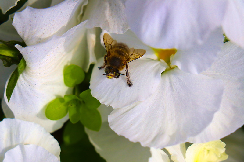 spring, flower, pollen, purple, one animal, bee, garden, growth, freshness, pollination, lavender, bloom, macro, yellow, summer, animal, close, blooming