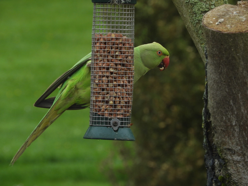 animal, bird, small parrot, animals in the wild, parrots, green, babu, animals, focus on foreground, day, nuts, vertebrate, alexanderparkiet, food, animal themes