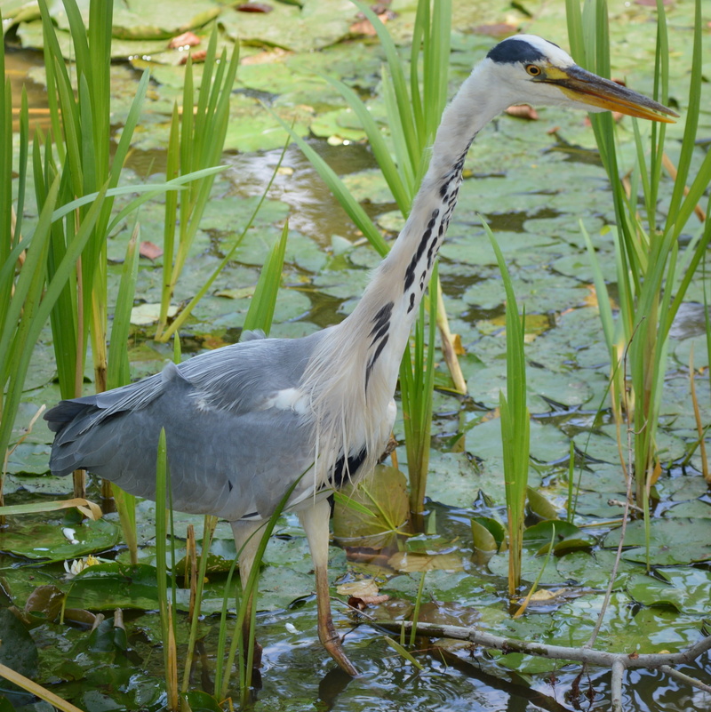 plant, one animal, animal neck, animal wildlife, reed, 2K, animal, gray heron, green color, grass, animals in the wild, beak, no people, day, babu, water
