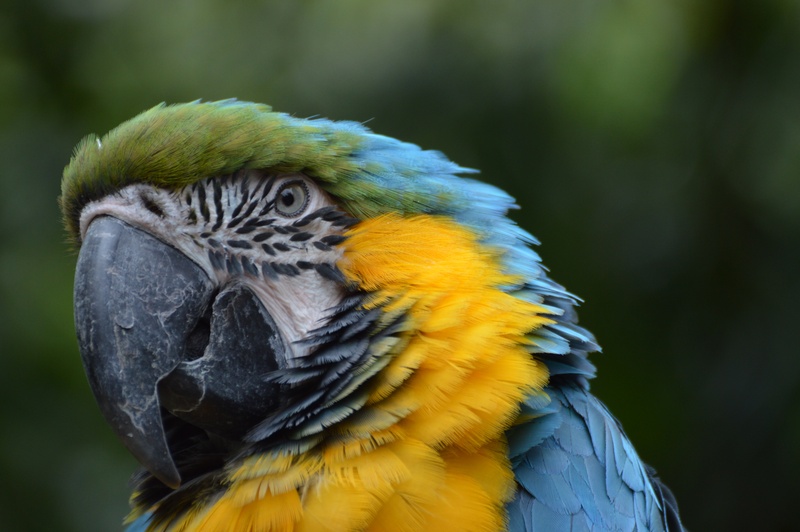 animal, no people, colorful, plumage, parrot, day, animal head, gold and blue macaw, blauwegele ara, macaw, zoo, focus on foreground, babu, vertebrate