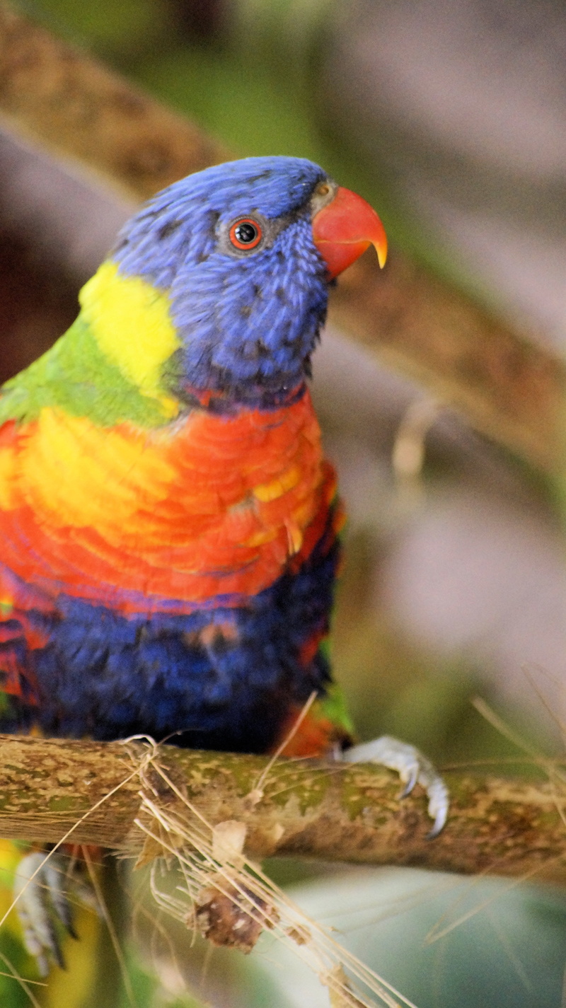 focus on foreground, beauty in nature, multi colored, bird, parrot, birds, wildlife, vertebrate, babu, outdoors, animal, looking, animal kingdom, no people
