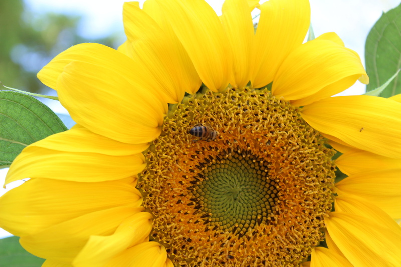5K, flower, bee, close-up, inflorescence, vibrant color, flowering plant, freshness, growth, botany, plant, flower head, petal, babu, beauty in nature