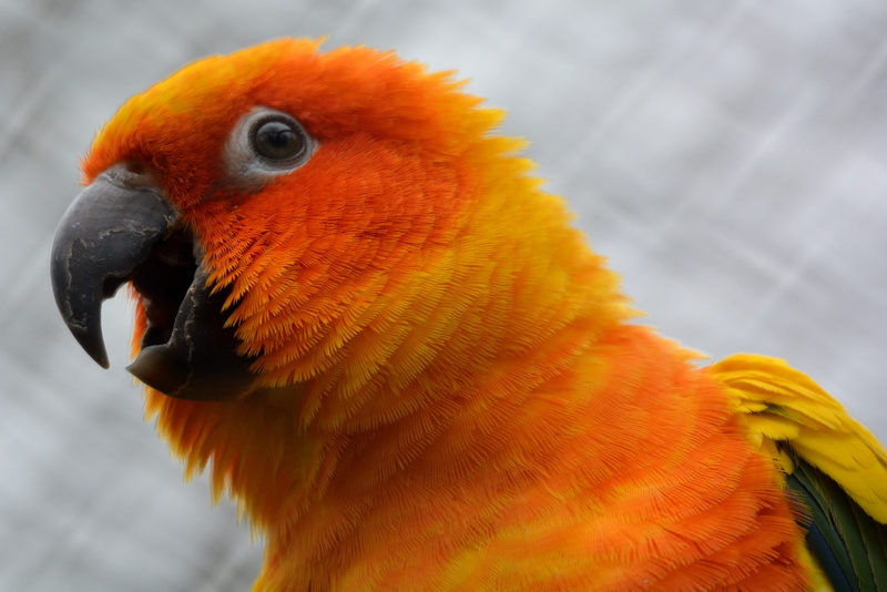 animal body part, yellow, close-up, animal, outdoors, beak, orange, babu, photo, focus on foreground, animal themes, vertebrate, nature, bird, portrait