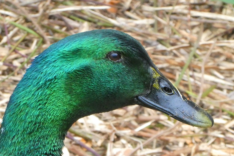 head, profile view, 2K, one animal, farm, duck, ditch, beak, green color, land, bird, smaragdeend, day, animal neck, no people, poultry, animal themes