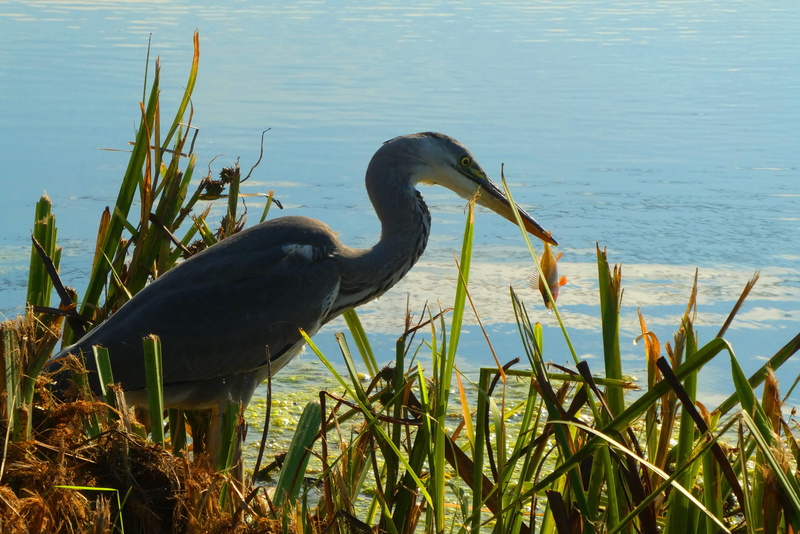 plant, beak, 2K, grass, animal, day, heron, animal wildlife, no people, nature, ditch, beach, group of animals, vertebrate, fish, food, pry, animals in the wild