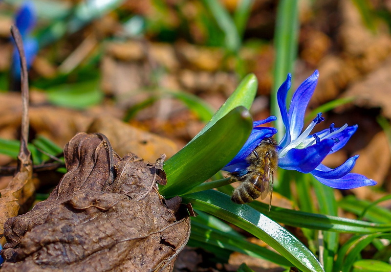 vulnerability, turkey plant, flower head, fragility, 1080P, macro, bee, flowering plant, flower, one animal, spring, animal themes, purple, life, focus on foreground
