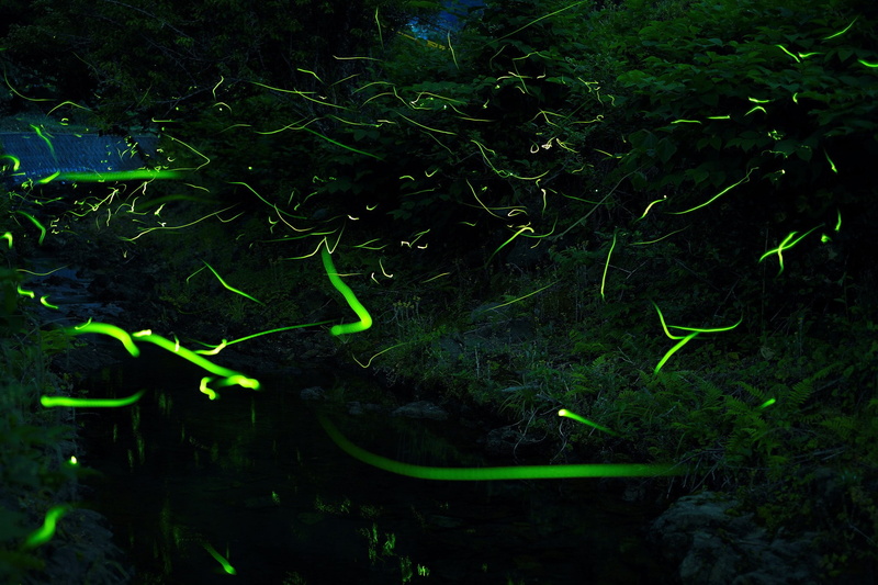 nature, photography, forest, 2048x1365, 1080P, fireflies