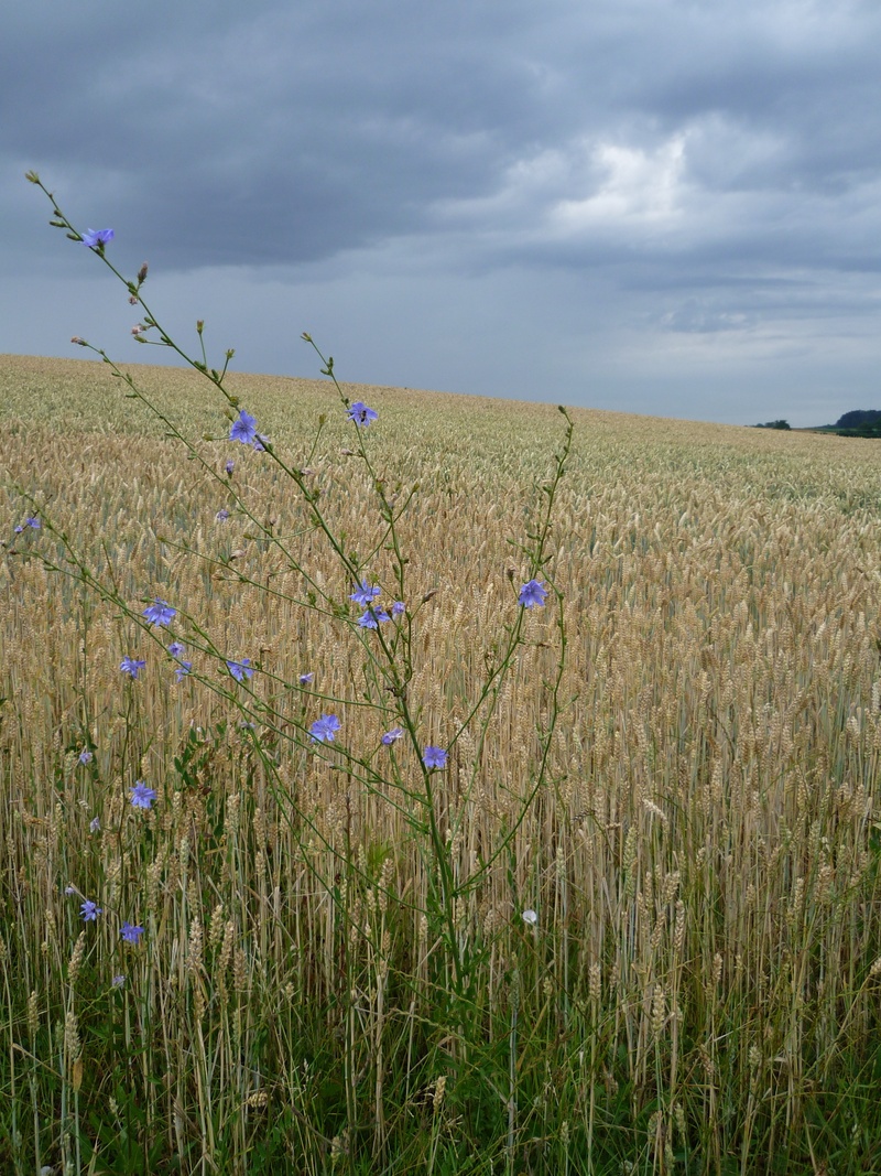 field, 2K, spike, arable, day, chicory, wheat spike, land, gewitterstimmung, flower, sky, growth, no people, purple, green color, cloud - sky, flowering plant