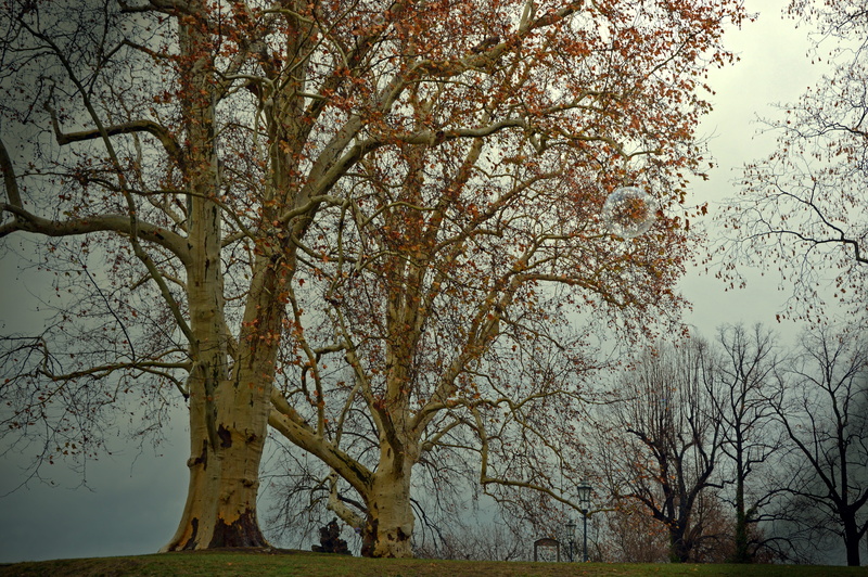land, mood, winter, tranquil scene, branch, tree, tranquility, light, haze, bare tree, no people, landscape, growth, darkness, beauty in nature, mystical