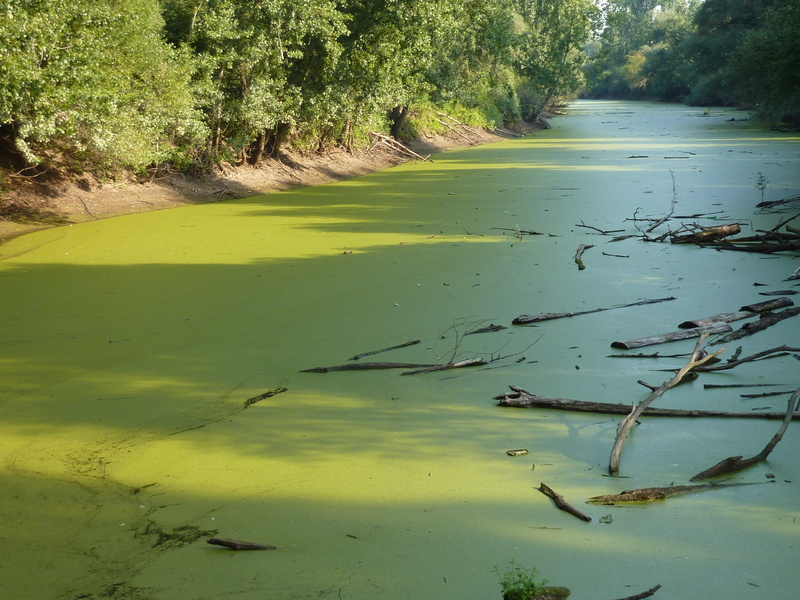 outdoors, forest, plant, beauty in nature, scenics - nature, no people, floating on water, driftwood, swamp, nature, Still Water, reflection, land, pollution