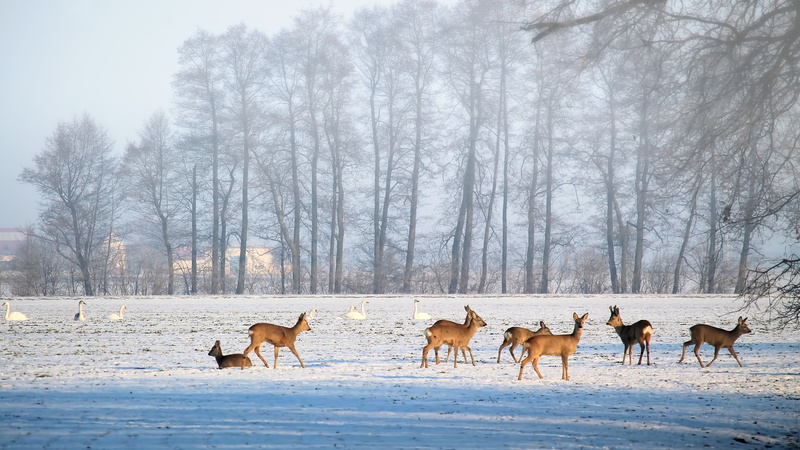 group of animals, winter, nature, cold, 4K, forest, slurry, deer, snow, cold temperature, herbivorous, environment, no people, fallow deer, herd, vertebrate