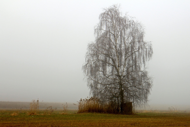 autumn, tranquility, beauty in nature, plant, silhouette, land, field, isolated, nature, birch, bare tree, grass, day, scenics - nature, tree, non-urban scene