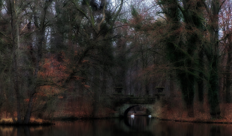 beauty in nature, land, plant, 4K, woodland, outdoors, growth, water, dark, slurry, lake, tranquil scene, tree, pond, nature, tranquility, change, swan