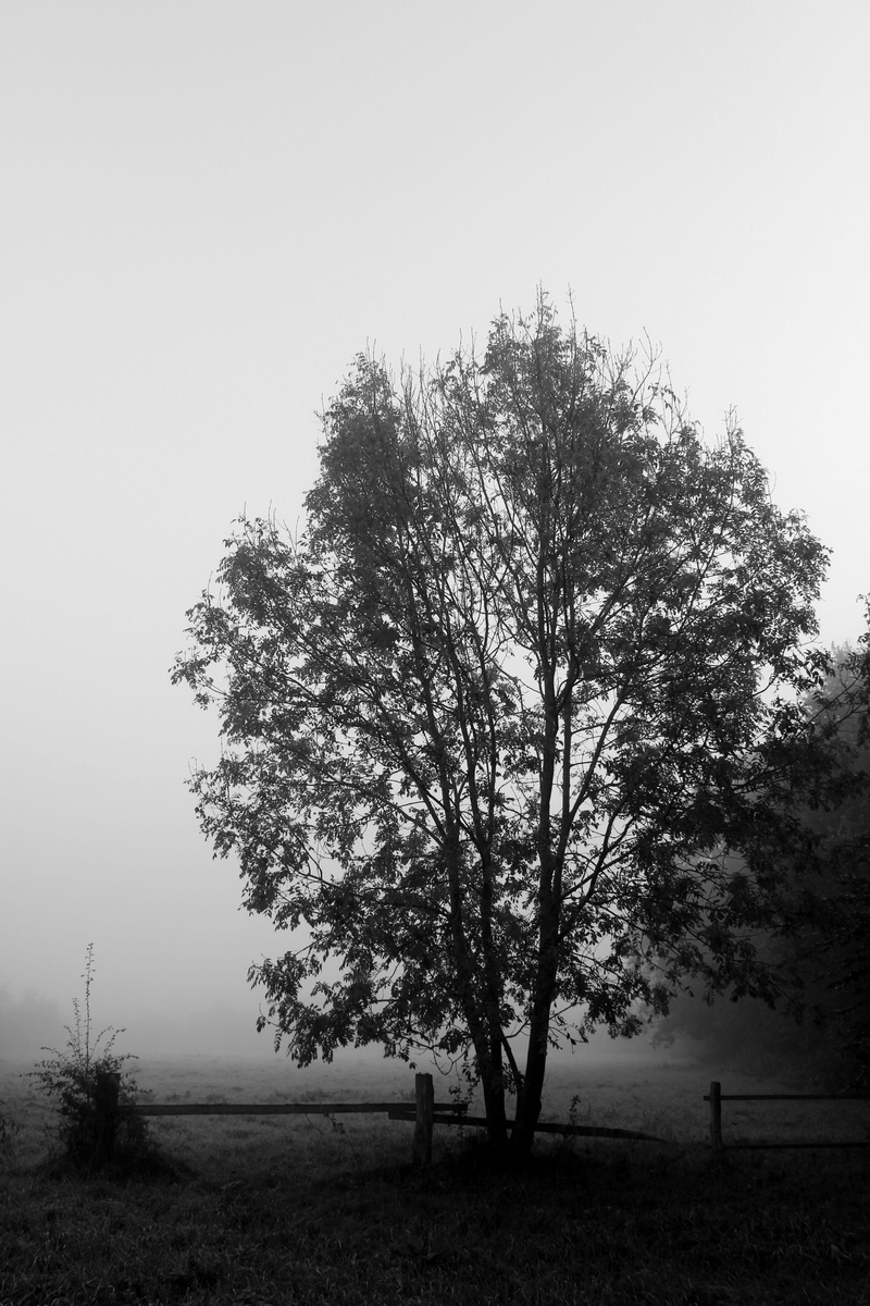 cold, outdoors, growth, no people, fog, non-urban scene, mood, mystical, tranquil scene, tranquility, 5K, nature, weather, beauty in nature, fence, land
