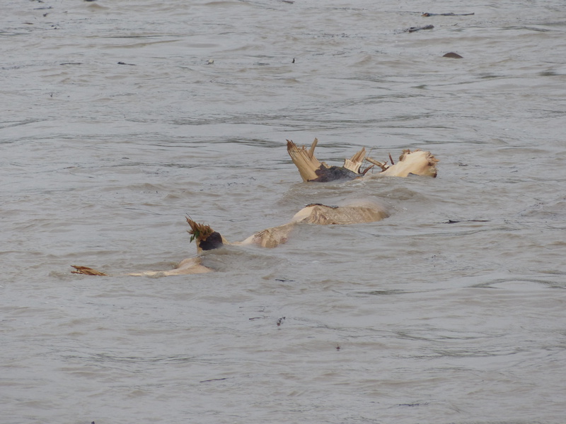 water, High Water, no people, herbivorous, nature, group of animals, dirty, mammal, animals in the wild, animal wildlife, slurry, two animals, River, Drift Wood